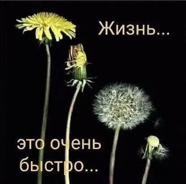 ludokkodul в LOOKY. . null