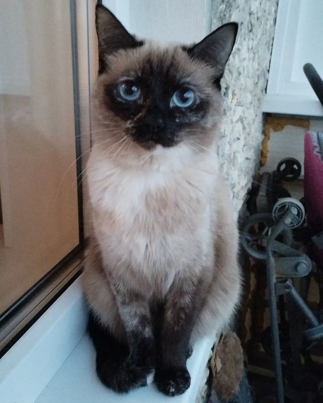 catherinebes666 в LOOKY. #кошка. Эльзочка наша 😺 
#к...