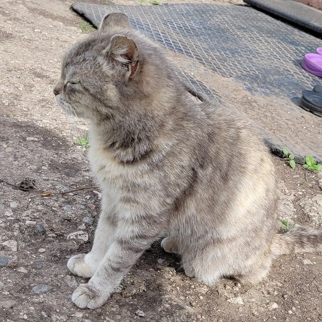 vadim_gvd в LOOKY. #кот,#котики,#котик. #кот #котики #котик