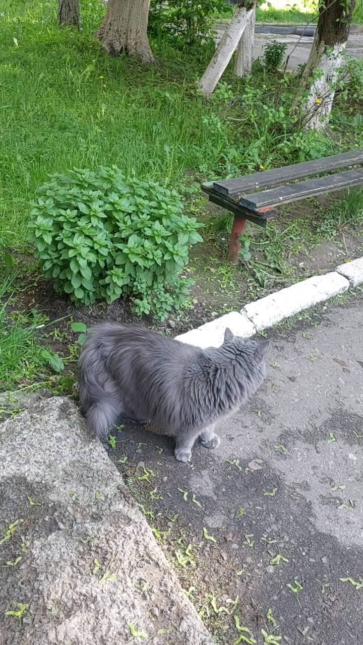 elenarudneva3144 in LOOKY. #кот,#котнапрогулке,#котгуляет#серый#🐱. Любитель прогулок #к...