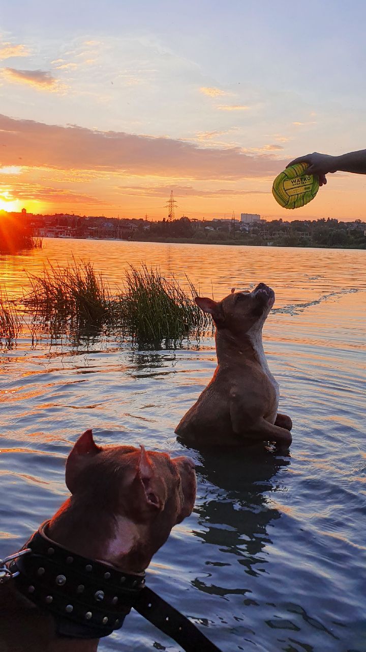 buntarka_161 in LOOKY. #питбультерьер,#питбуль,#pitbull,#pitbullsofficial,#pittbull,#весьсоциумвокругпрошупроститемнемойбеспредел. 2 жабки) 🐸 _sons_of...