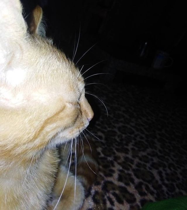 1991natalinatali1991 в LOOKY. #котэээ😻. #котэээ😻