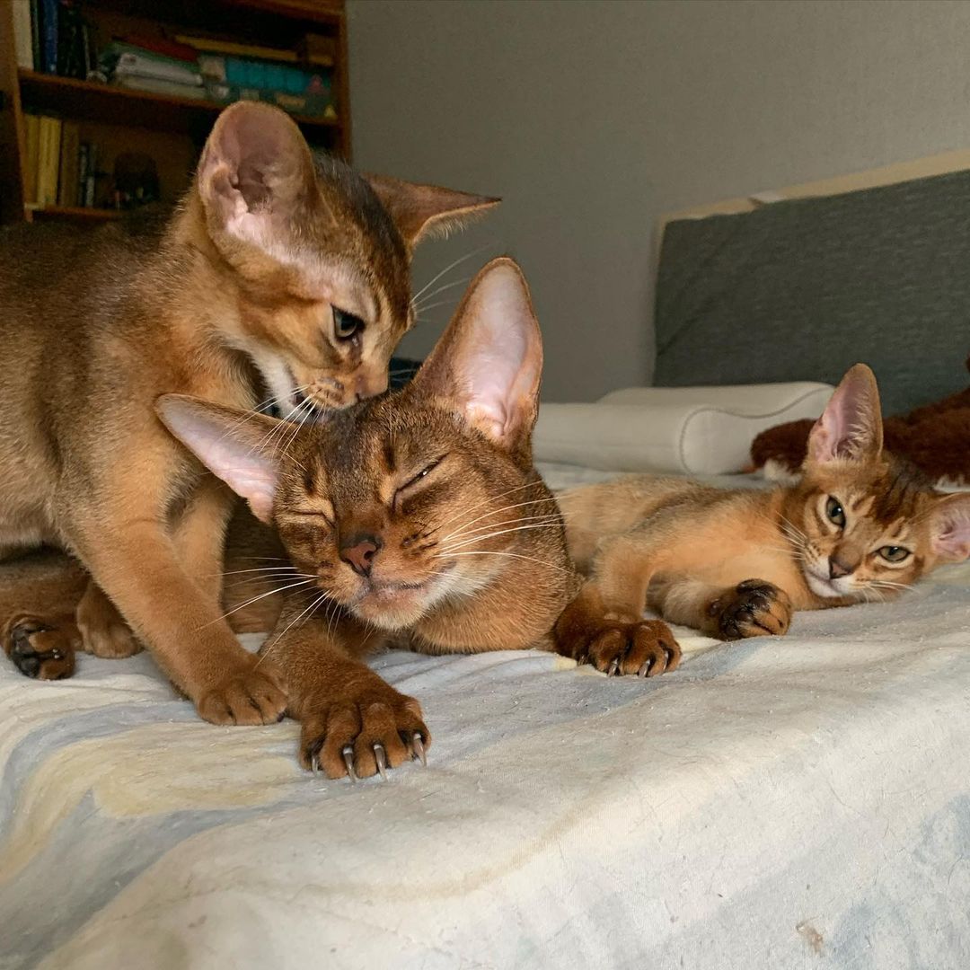 leo_minor_aby_cattery_cfa в LOOKY — фото 2