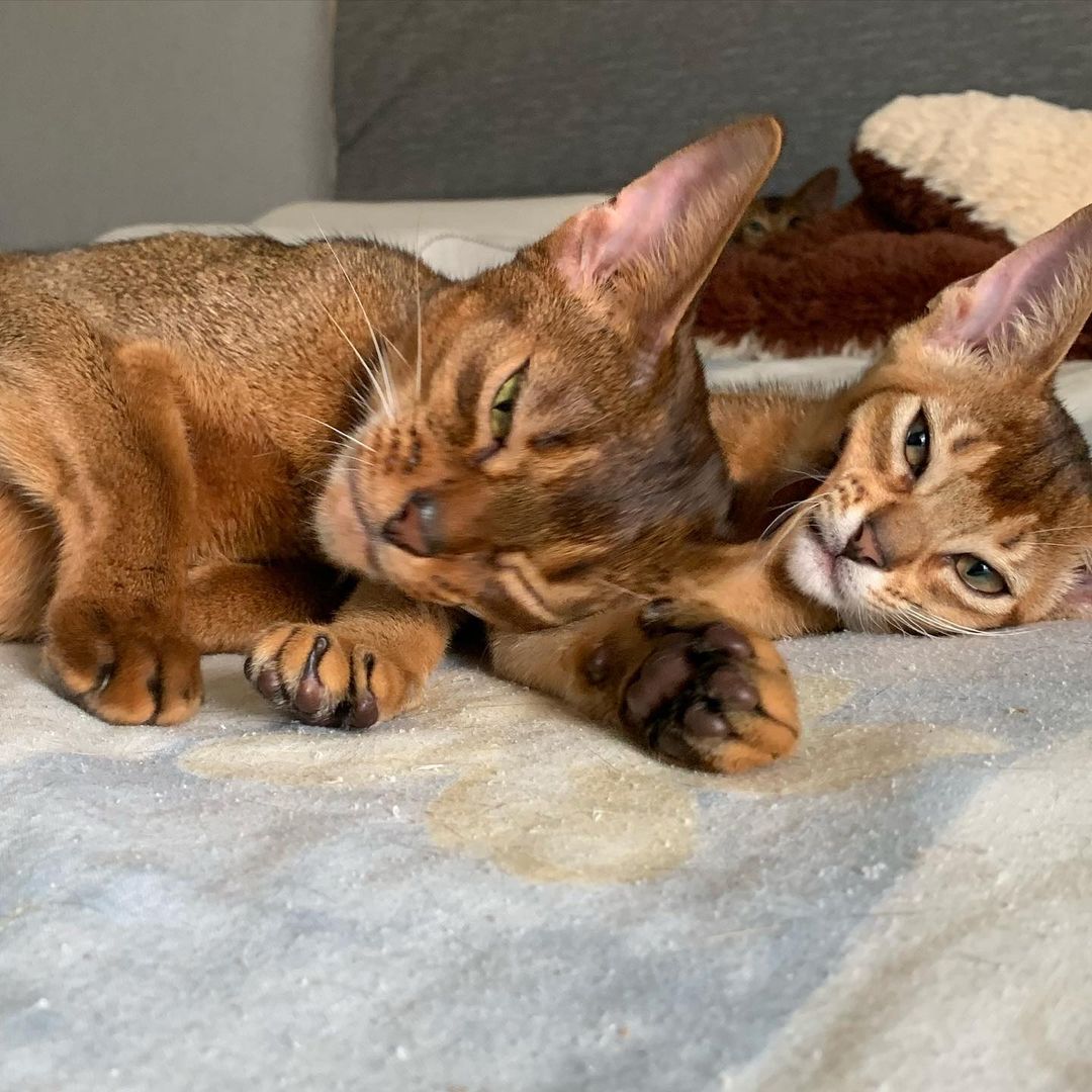 leo_minor_aby_cattery_cfa в LOOKY — фото 3