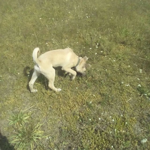 Anastasia Str в LOOKY. #dog,#собакадругчеловека🐶. #dog #собакадругчело...