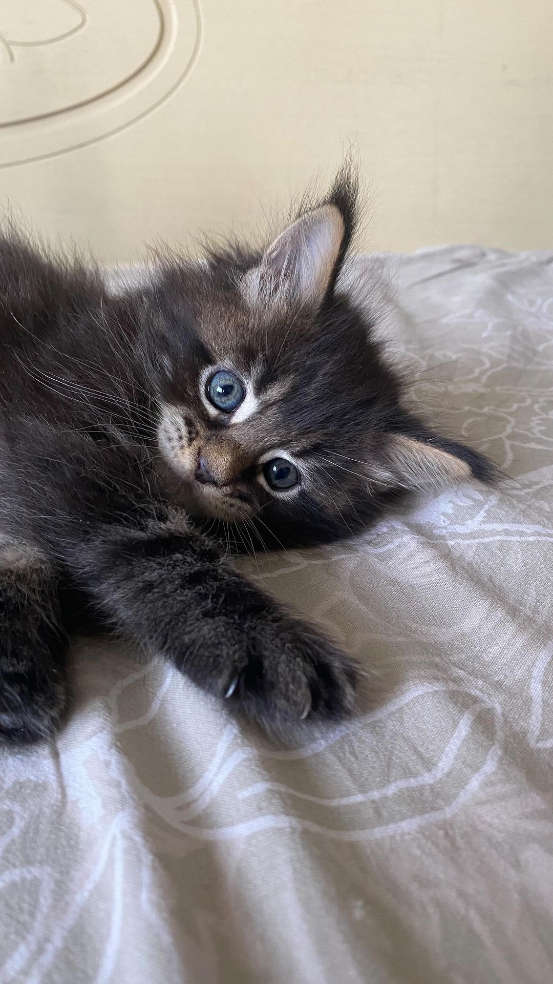 gavrdusha в LOOKY. #mainecoon_banda,#мейнкун,#мейнкуны,#мейн_кун,#мейнкунырулят,#мейн,#мейнкунроссия,#мэйнкун,#мэйнкуны,#мэйнкуныонитакие,#мейнкунысамыебольшиекошкивмире,#mainecoon_banda,#мэйнкунфото,#мейнкункотята,#гаврдуша,#мейнкунпродажакотят,#мейнкунспб. Друзья, всем привети...