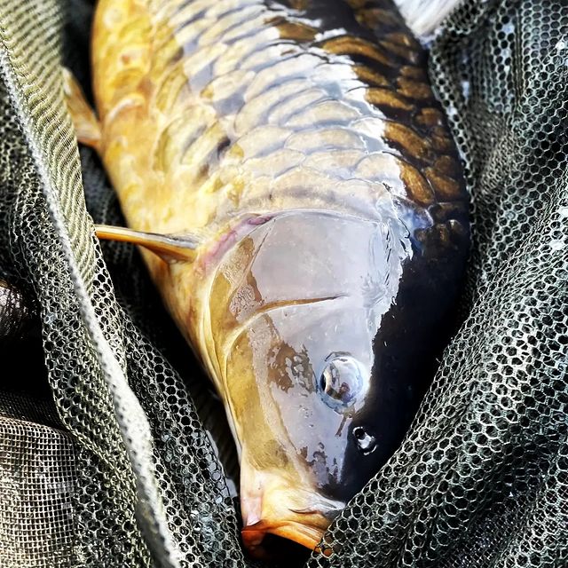 dream_fishing_kot_kitty в LOOKY. #рыбалка,#рыбацкое,#рыбацкийклуб,#рыбалкамечты,#карпфишинг,#карп,#поймалотпусти,#погодасупер,#рыбалкасдрузьями,#carphotography,#carpfishing,#carpgirls,#carp,#carplife,#fishingtrip,#ffembaits,#fishberry,#ffem,#fish,#fishinglures,#fishinglifestyle,#fishingtime,#carpgirls,#fishinglife,#fisher. Хорошей рыбы должно ...