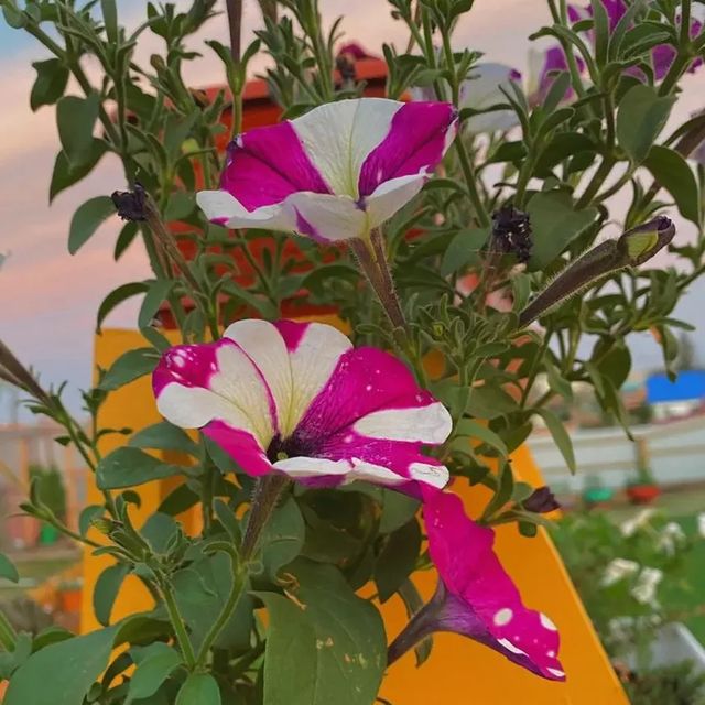 aleksandrakandin в LOOKY. . Яркие краски лета🌸�...