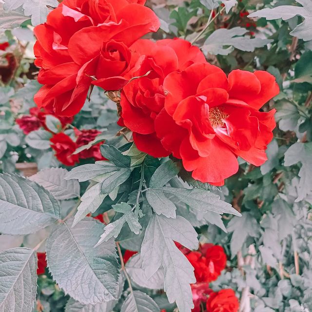 mirai_taro в LOOKY. . Красота в мелочах ❤️