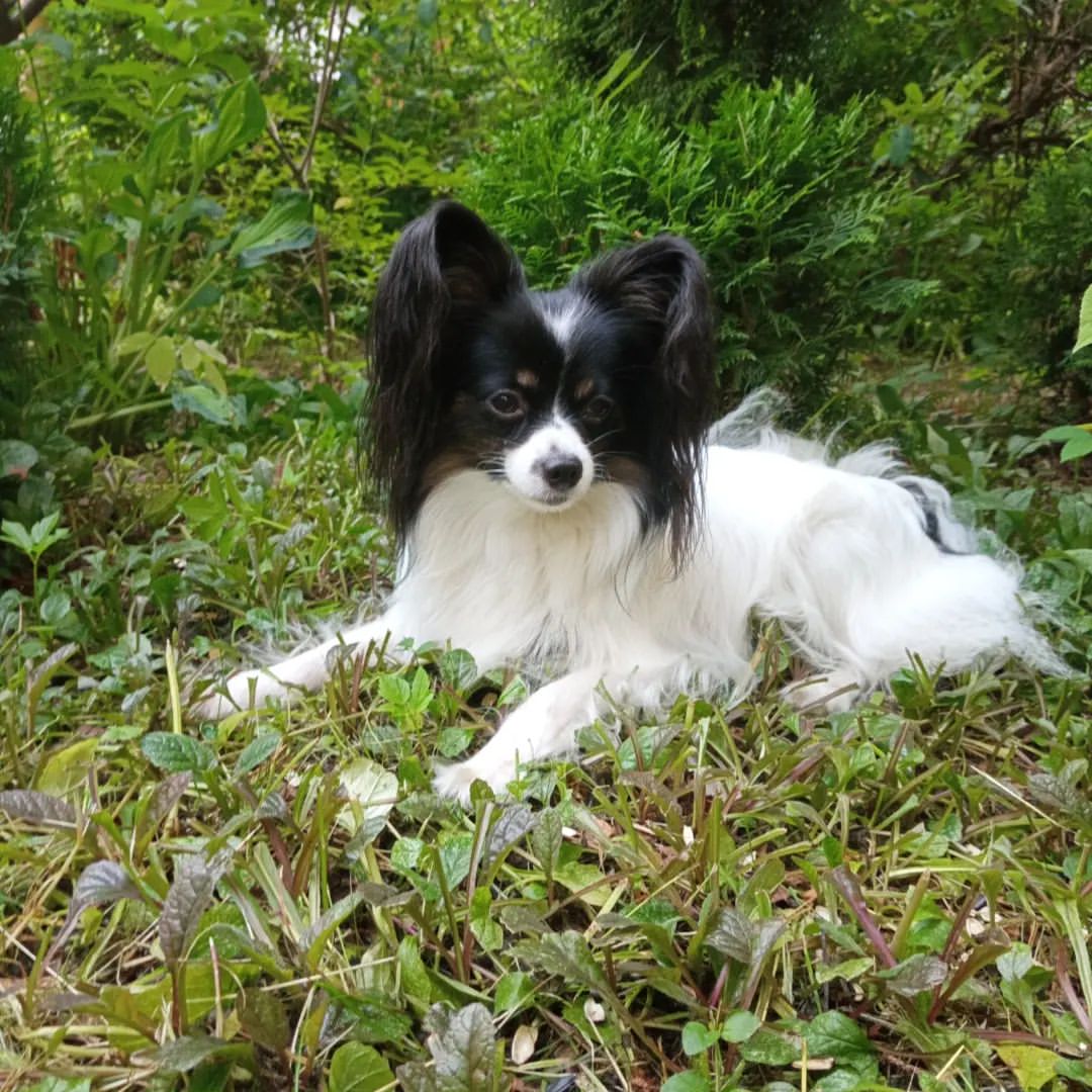 love_my_papillon в LOOKY — фото 1