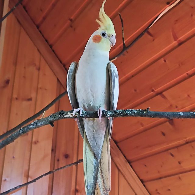 lifechickspb в LOOKY. #кореллы,#корелла,#попугаи,#попугай,#питомцы,#птица,#птицы,#спб,#bird,#birds,#parrots,#parrotsofinstagram,#parrot,#photo,#pets,#spb,#summer. У нас пополнение, оч...
