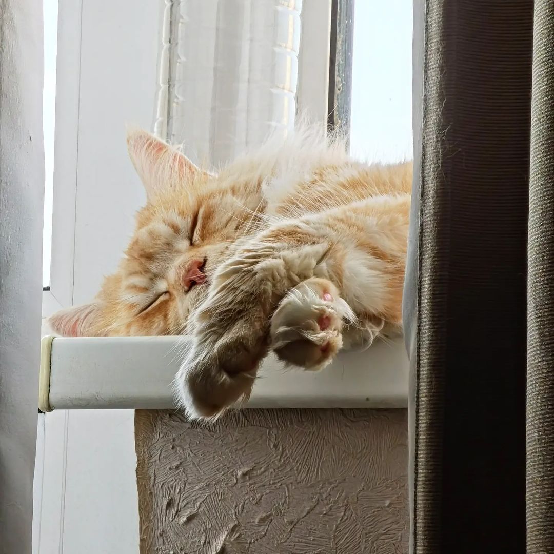 Очень сладкий утренний сон😍🐾🤫 #котспит #котхеймдалль #утрокота