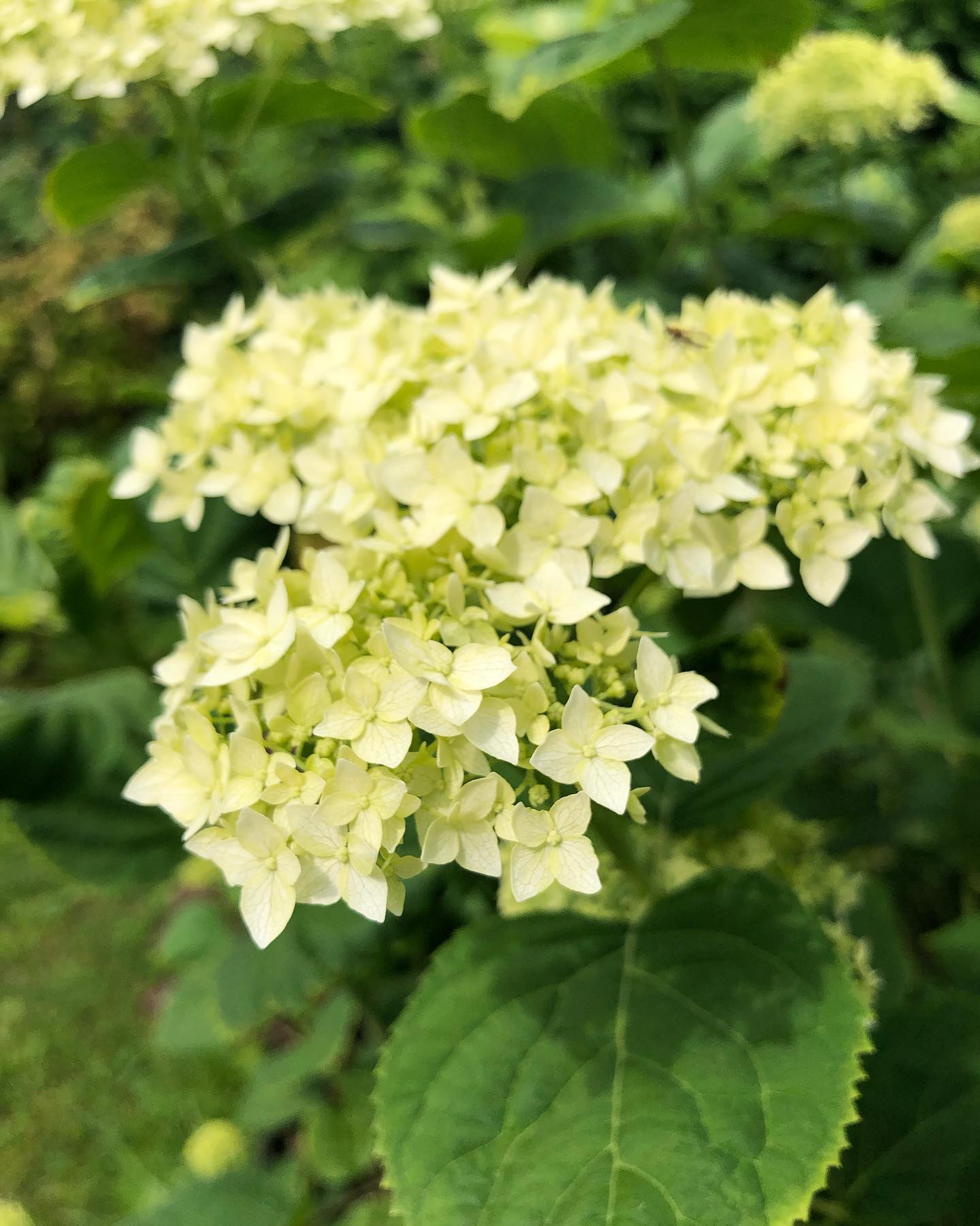babaika202 в LOOKY — фото 2