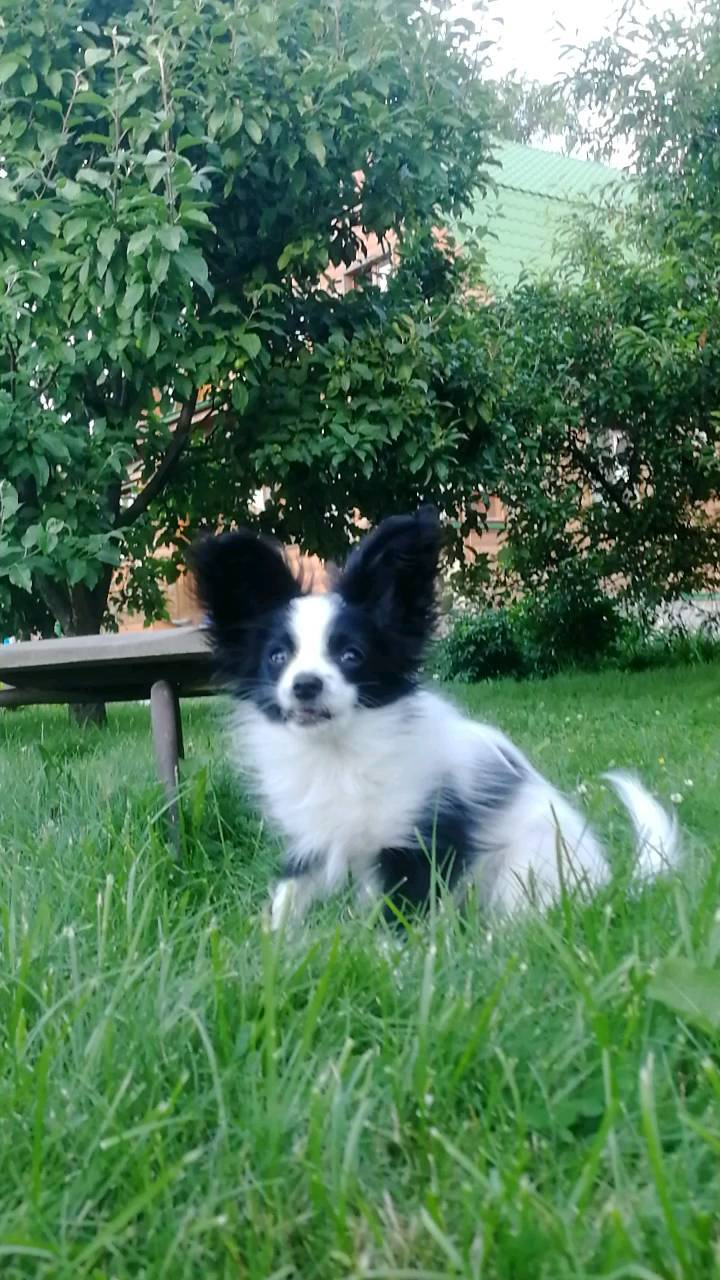 kennel_zvezda_moya в LOOKY. #щенки,#щенкипапийона. ПАНДА.
Жизнь прекрас...