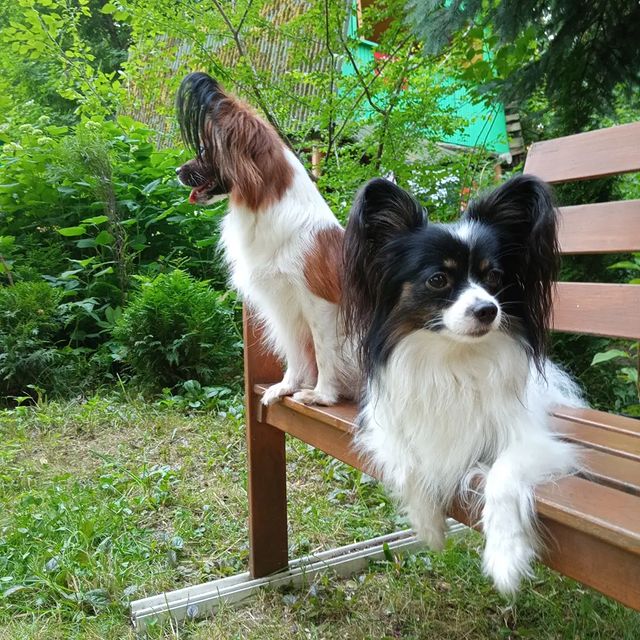 love_my_papillon в LOOKY. . null