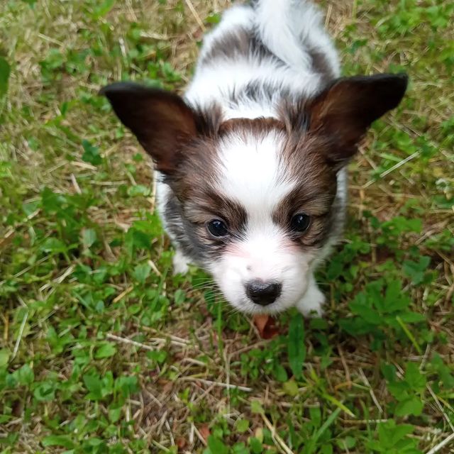 love_my_papillon в LOOKY. . null
