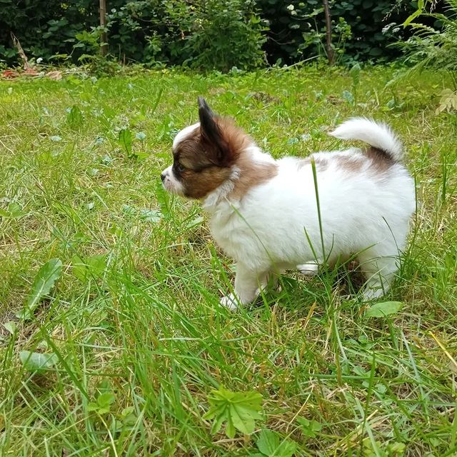 love_my_papillon в LOOKY. . null