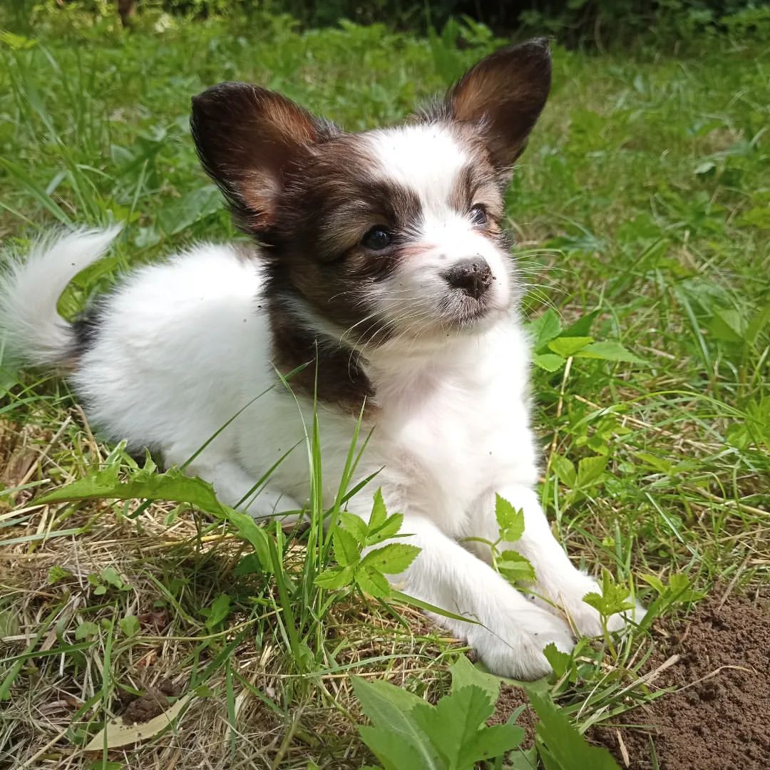 love_my_papillon в LOOKY — публикация
