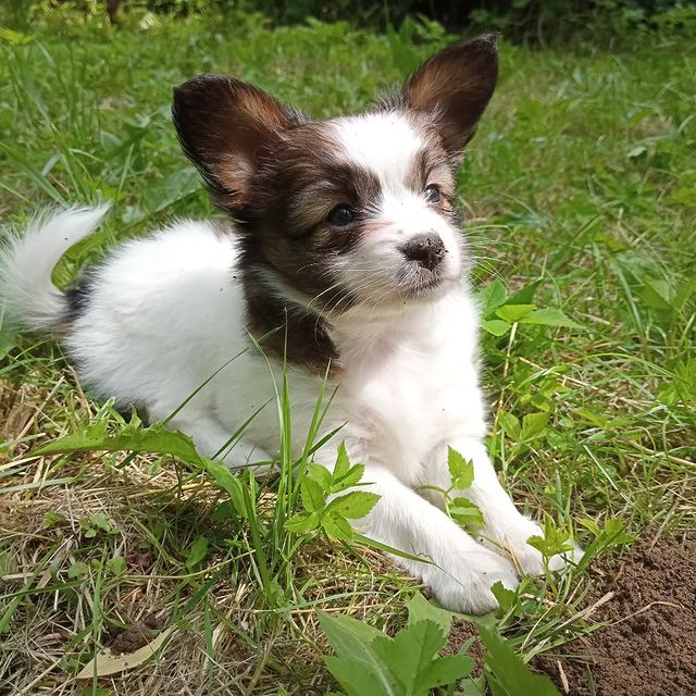 love_my_papillon в LOOKY. . null
