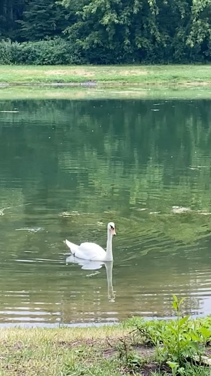 antonpetrov393 в LOOKY. #sokolniki,#nature,#летовгороде,#столица,#нестреляйтевбелыхлебедей,#белочка,#прогулкаслюбимой. Любимые Сокольники! ...