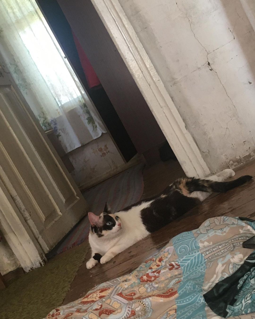 sashamoscow98 in LOOKY. . Муся защитница от зл...