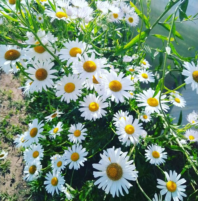 natalya_ravich в LOOKY. #моиромашки🌼🌼🌼длянаташки🌼🌼🌼. #моиромашки🌼🌼🌼для...