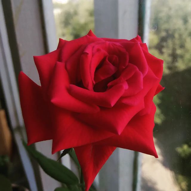 motokotik_dakotik в LOOKY. . Прекрасный цветок❤ п...
