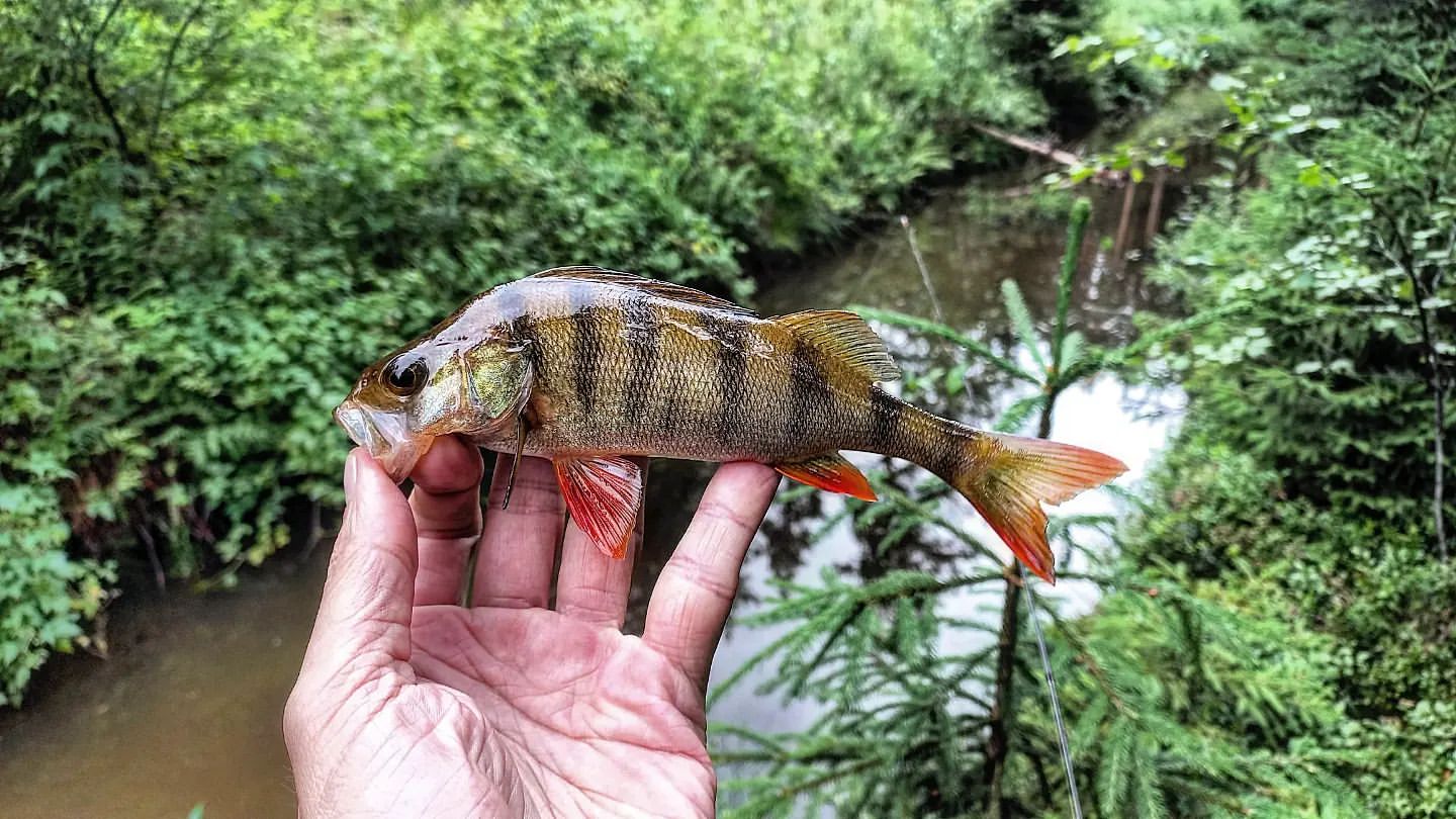 _k4k_angler в LOOKY — фото 3