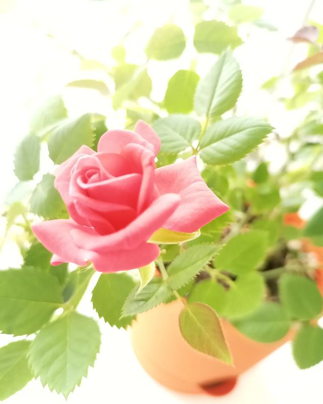 a.maksidim в LOOKY. . null