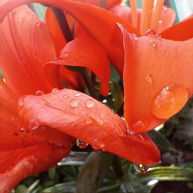 a.maksidim в LOOKY. . null