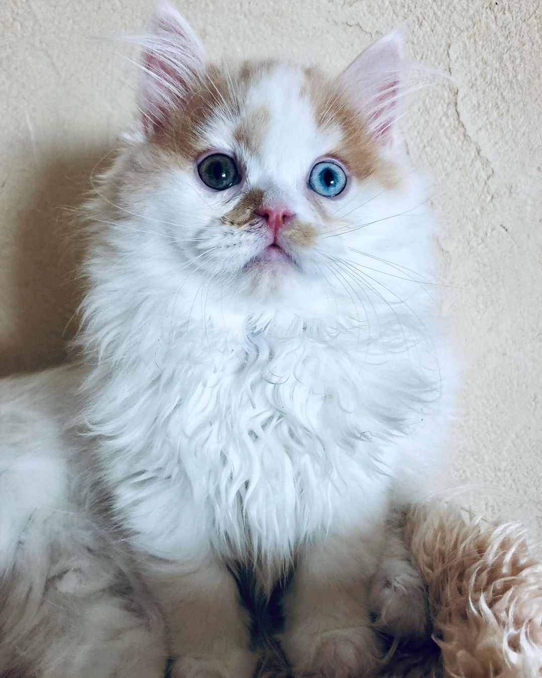 sheerfold_cattery в LOOKY — Сладкий мальчик💋❤️Хайленд страйт с разноокрашенными глазкам