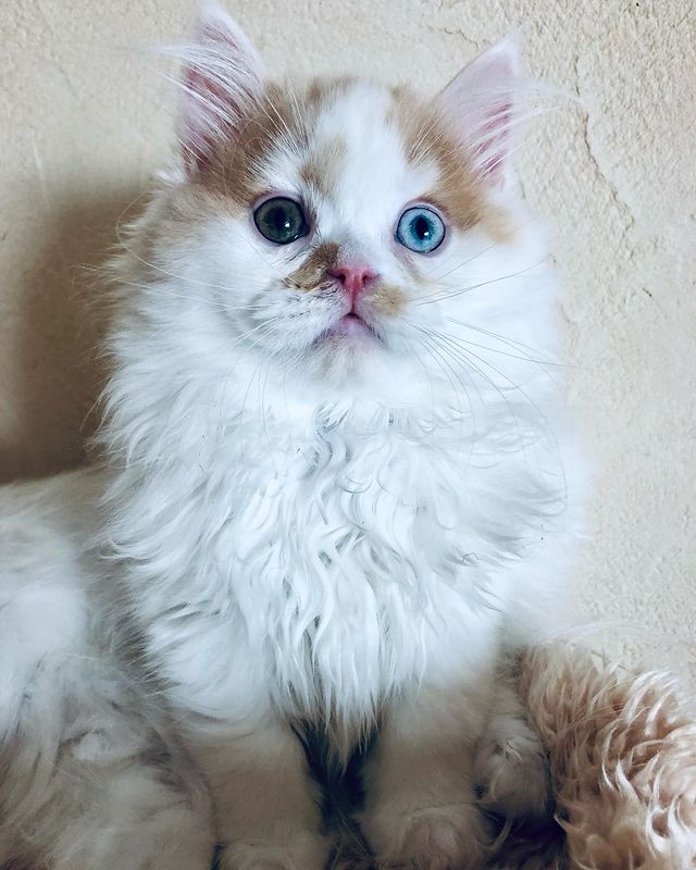 sheerfold_cattery в LOOKY. . Сладкий мальчик💋❤️Х...