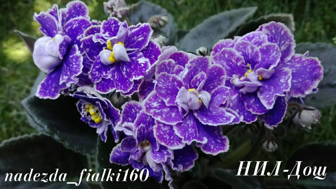 nadi160160 в LOOKY. #фиалкисортовые,#фиалки,#фиалкиновомосковск,#фиалкиузловая. #фиалкисортовые
#фиа...