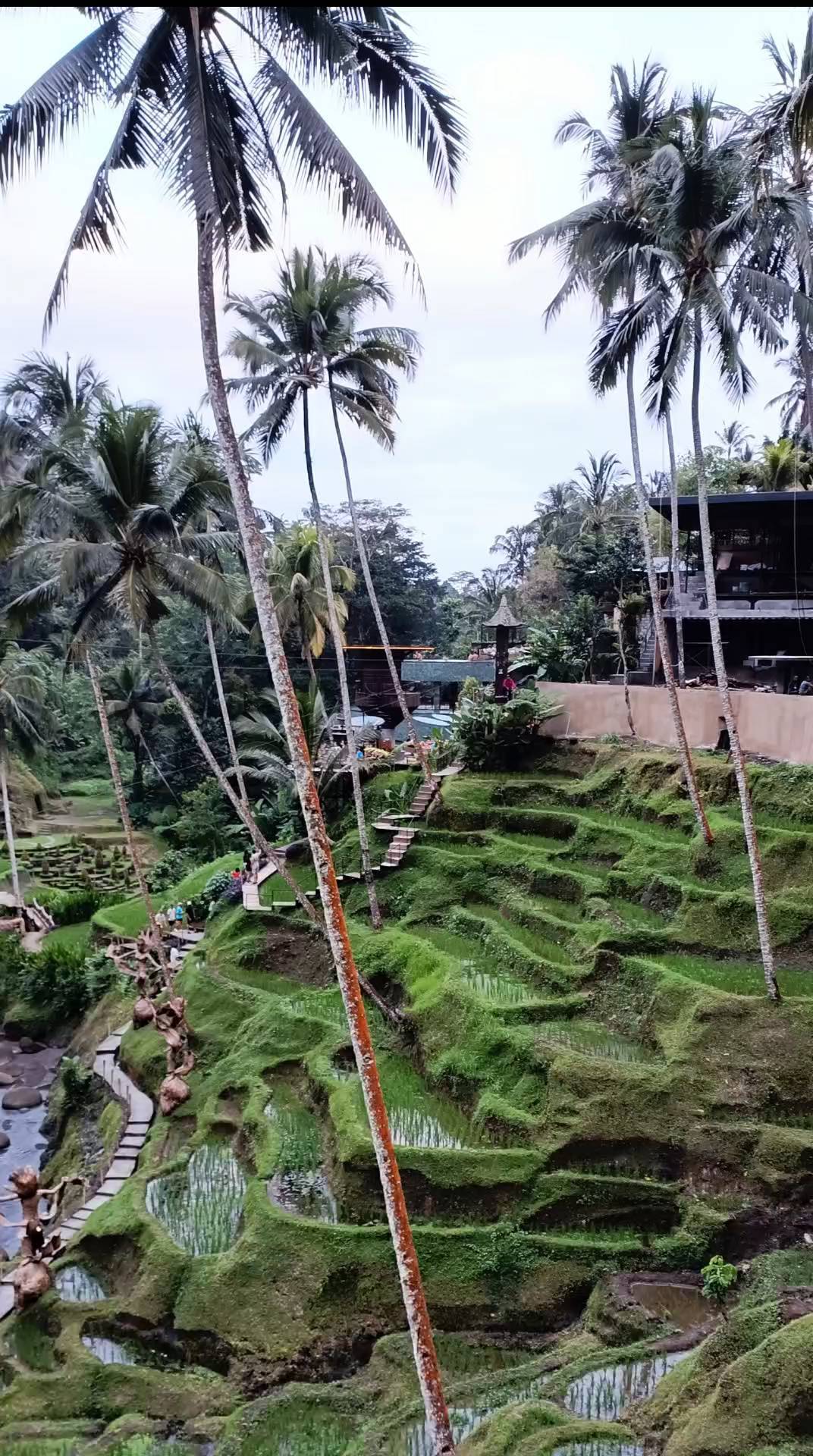internetforis в LOOKY. #alasharumbali,#baliindonesia,#balilive. Alas Harum Bali 
#al...