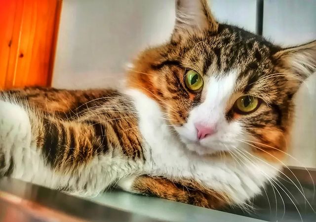 oksi_9671 в LOOKY. #котоселфи🐱,#котикиправятмиром,#котикитакиекотики,#котейкамоя,#котик,#котики🐱,#котикдня,#котикмой,#котикилюбимые,#котики,#котикобормотик,#котикиобжорки,#cats,#mylove,#kitten,#relax,#безкотаижизньнета,#ночнойтыгыдык,#котики,#пушистики. ♥️📸
#котоселфи🐱  #...