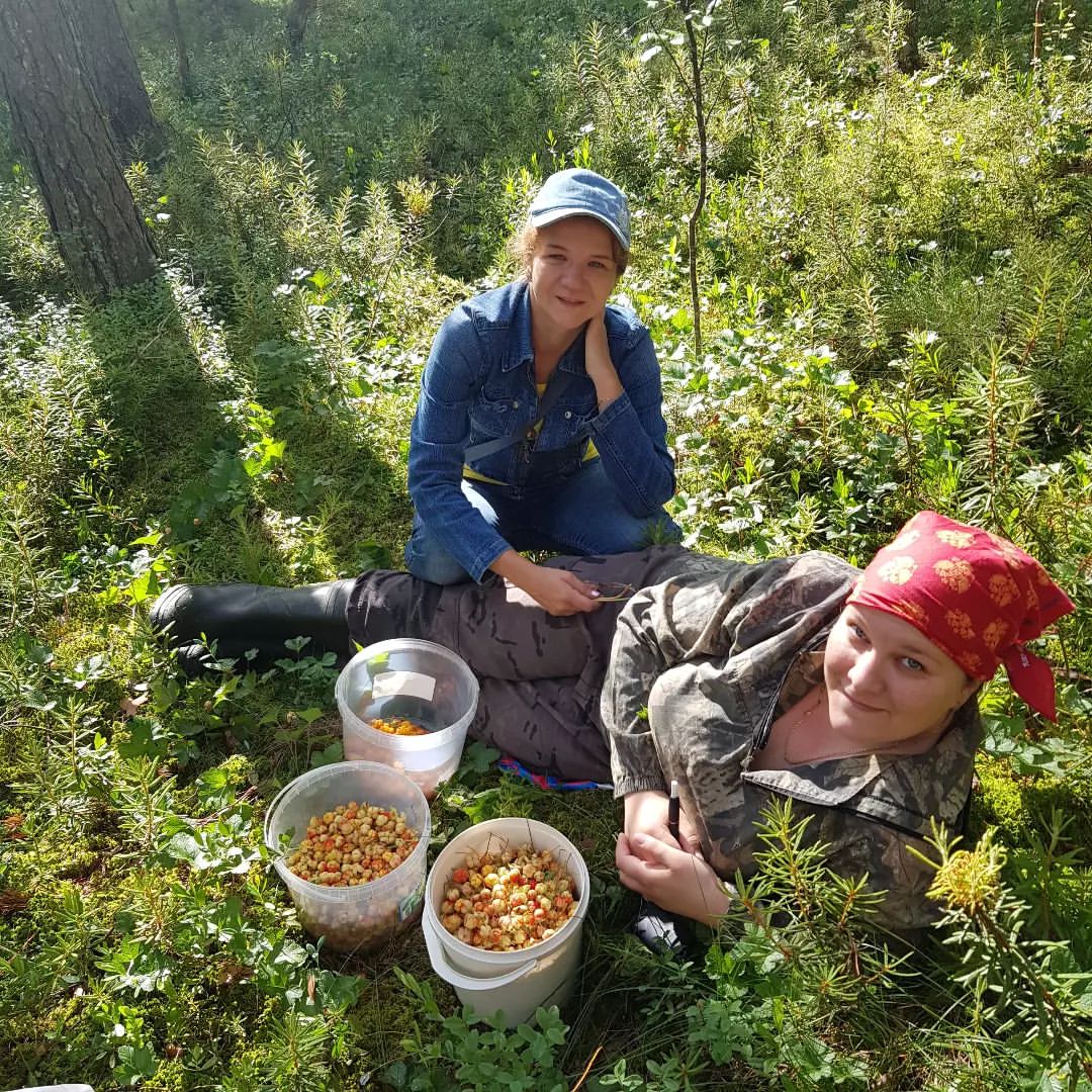 Морошка 2022 г 🥰 @poluektova6096