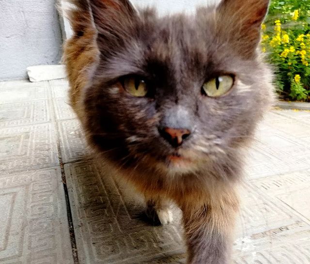 ycbl_ov4arki в LOOKY. #кот,#котыикошки,#природа,#вязники,#вязники33,#ефимьево. Ну куда же без котов...