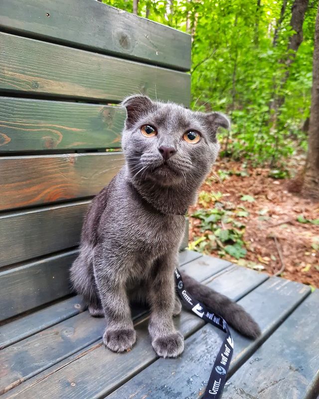 avekhorev в LOOKY. #cat,#walk,#парк,#парккузьминки,#кот,#кузьминки,#прогулка. #cat #walk #парк #па...