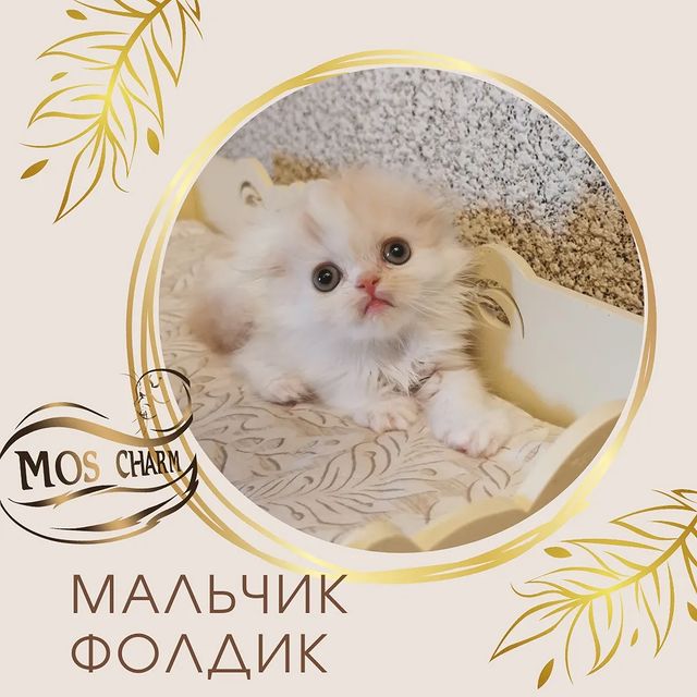 Вислоухие Шотландские котята в LOOKY. #moscharm. У нас есть свободные...