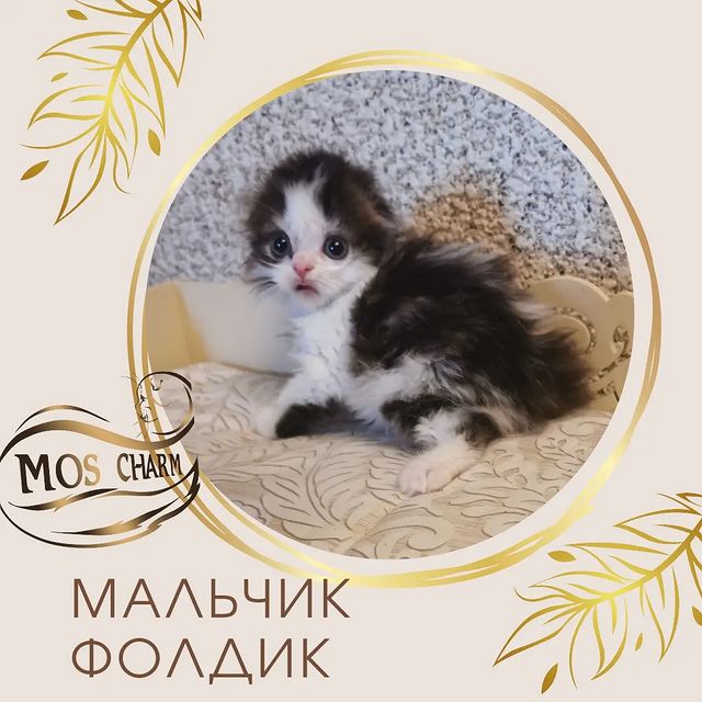 Вислоухие Шотландские котята в LOOKY. #moscharm. #moscharm