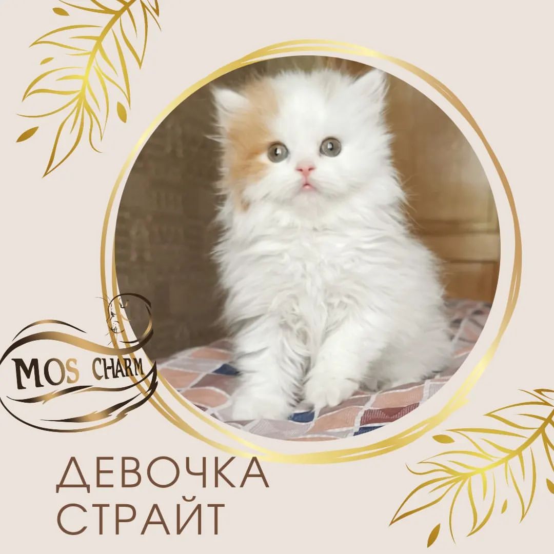 #moscharm