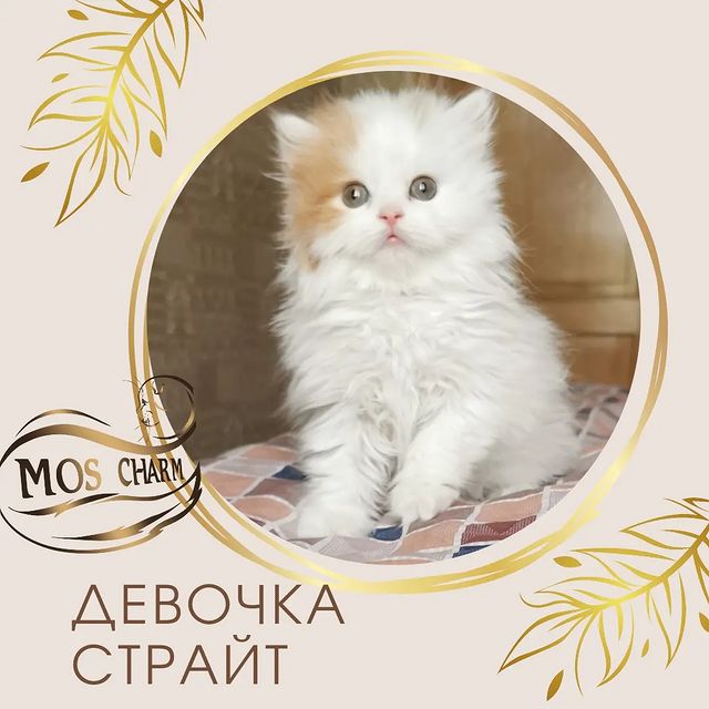 Вислоухие Шотландские котята в LOOKY. #moscharm. #moscharm