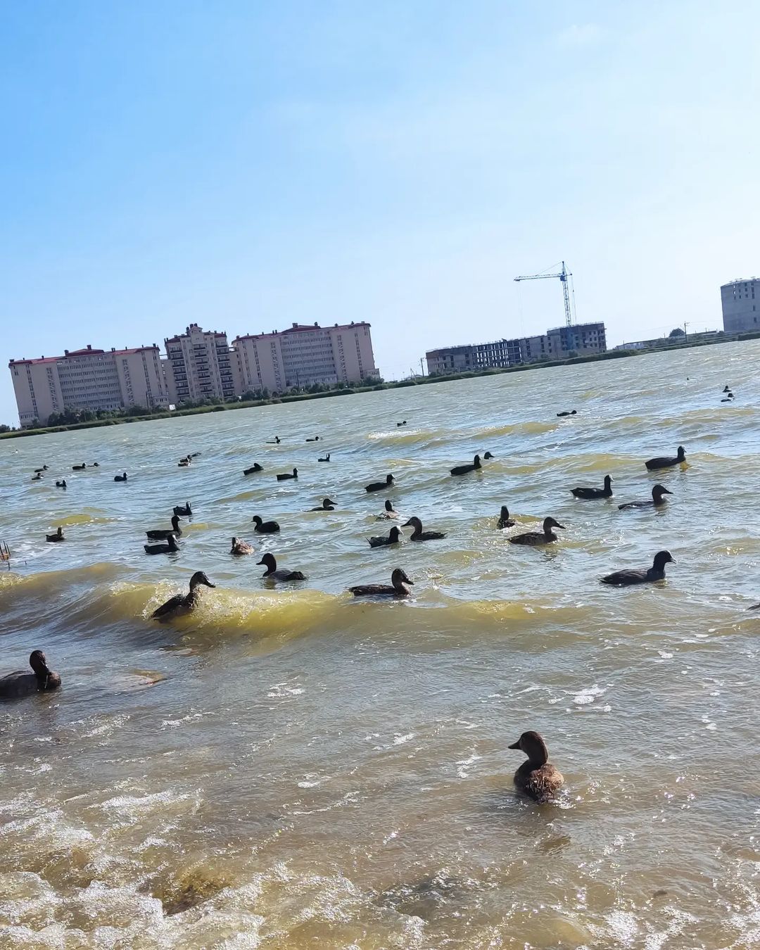 nataha_ivina в LOOKY — Уточки