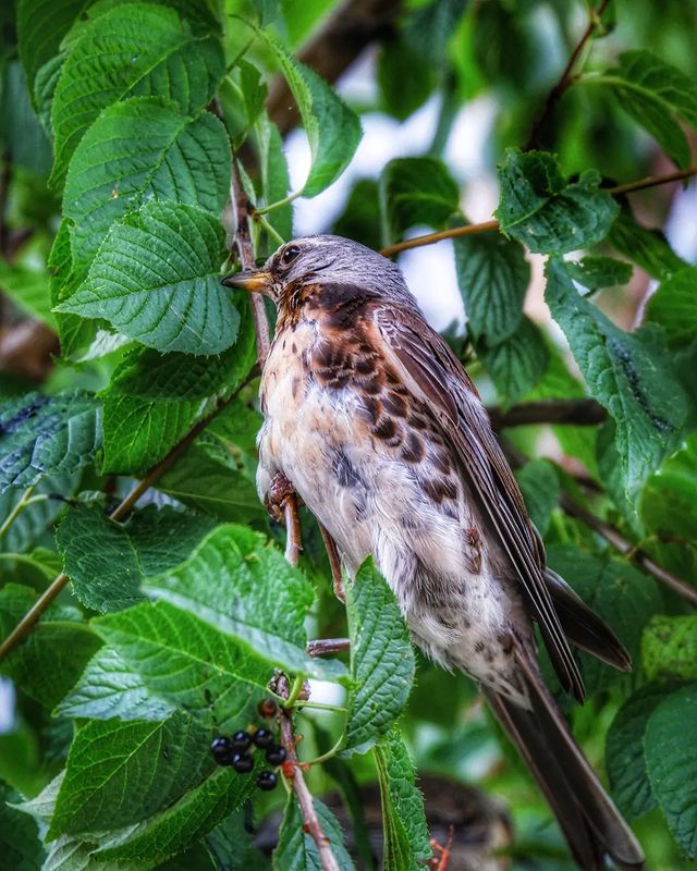 avekhorev в LOOKY. #bird,#birds,#moscow,#walk,#weekend,#nature,#fujifilm,#fuji,#парк,#птица,#птицы,#москва,#природа,#прогулка. #bird #birds #moscow...