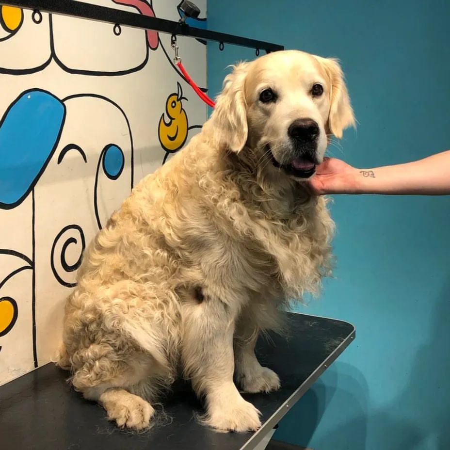 ourgroomingsalon в LOOKY — фото 2