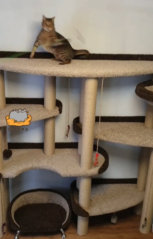 tasiro_workshop в LOOKY. #когтеточкамосква,#котикинаркотики,#вселучшее,#длянастроения,#зоотовары,#ялюблюсвоегокота,#мебельназаказмосква. ❗Важно помнить, что ...