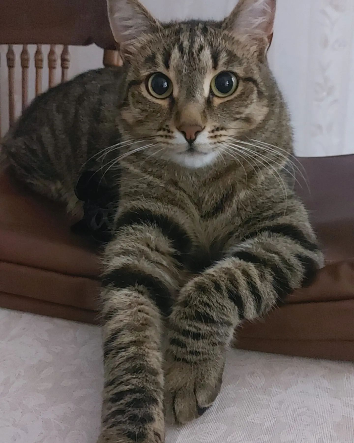 oksandrolon в LOOKY. . Мальчишка мой🥰🐱