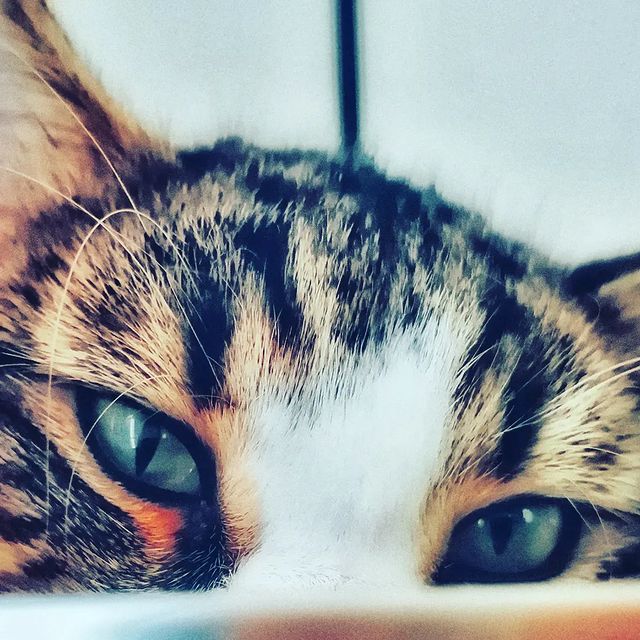 cupcake_cat_9671 в LOOKY. #котикинаркотики,#котикиправятмиром,#котикитакиекотики,#котейкамоя,#котик,#котики,#котикдня,#котикмой,#котикилюбимые,#котики,#котикобормотик,#котикиобжоркиии,#cats,#mylove,#kitten,#relax,#безкотаижизньнета,#ночнойтыгыдык,#котики,#пушистики. 👀🐾👑

#котикинарко...
