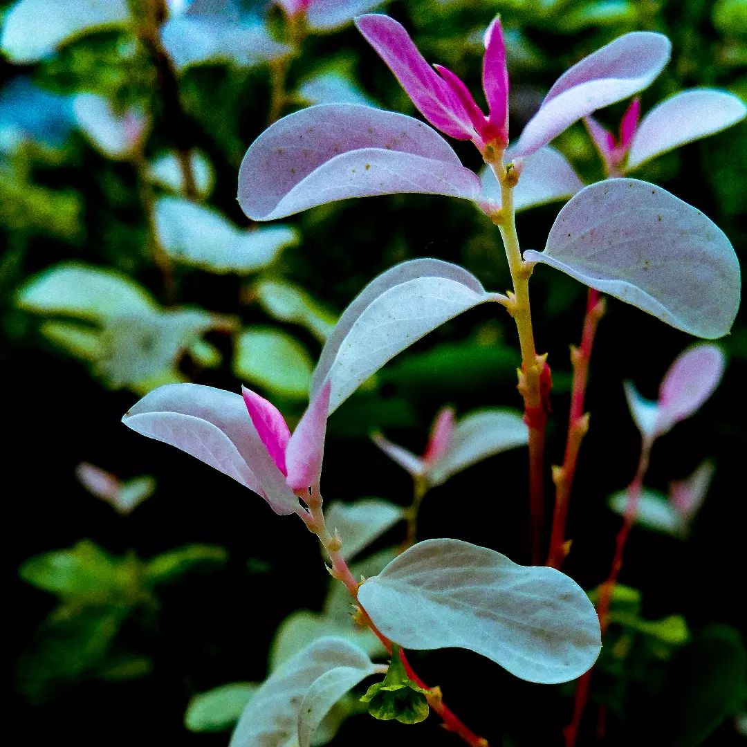 reydleyph in LOOKY. #fotografia,#fotografía,#paisaje,#portada,#newart,#newartist,#artwork,#art,#photography,#photo,#wallpaper,#arbustos,#today,#fotodeldia,#qva_photographs,#qva_photographers,#cuba,#cultura,#f4f,#fotografiamundial,#fotografiamovil,#fotomundo. Los matices de la na...