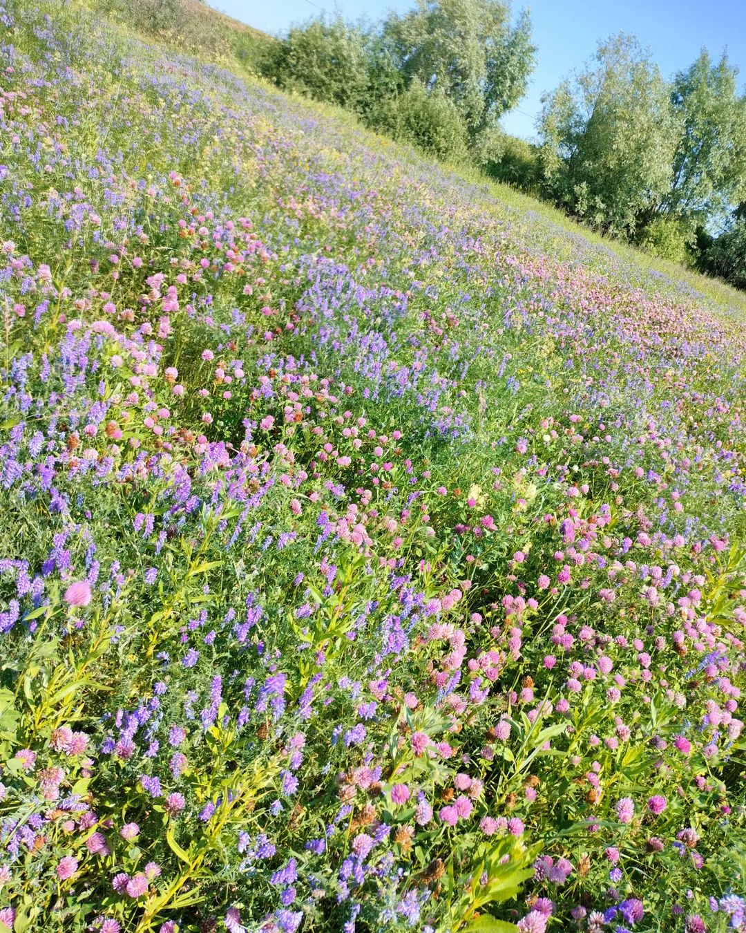 varvara_berry в LOOKY — фото 1